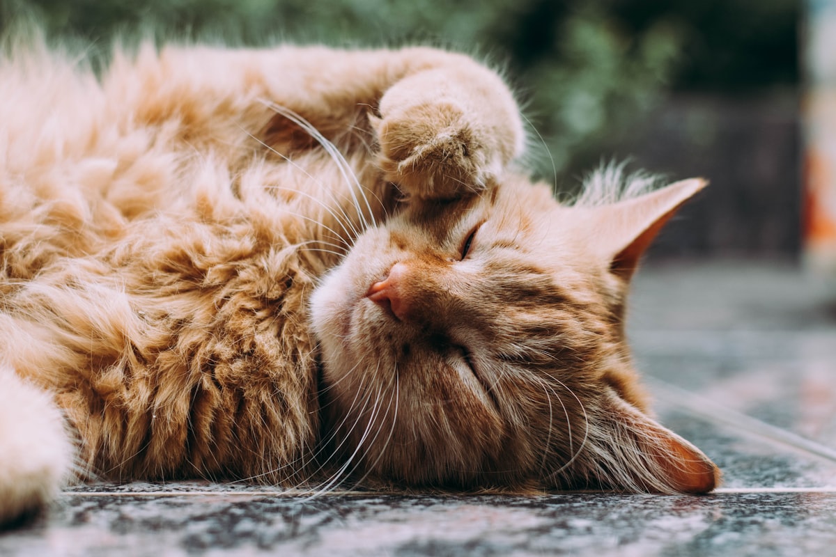 Comida para Gatos Senior: Qué Cambia a Partir de los 7 Años